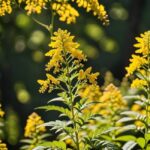 Skuteczność nawłoci w walce z zapaleniem stawów